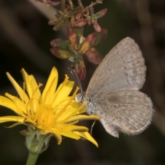 Zizina otis (Common Grass-Blue) at Gungaderra Grasslands - 22 Mar 2024 by kasiaaus