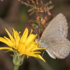 Zizina otis at Gungaderra Grassland (GUN_6) - 22 Mar 2024