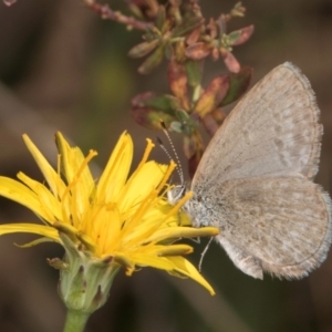 Zizina otis at Gungaderra Grassland (GUN_6) - 22 Mar 2024