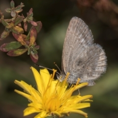 Zizina otis at Gungaderra Grassland (GUN_6) - 22 Mar 2024