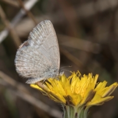 Zizina otis at Gungaderra Grassland (GUN_6) - 22 Mar 2024