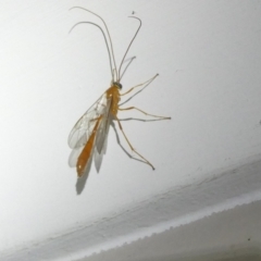 Ichneumonidae (family) at Emu Creek Belconnen (ECB) - 17 Mar 2024