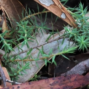 Styphelia humifusum at Tinderry Mountains - 16 Mar 2024 11:46 AM