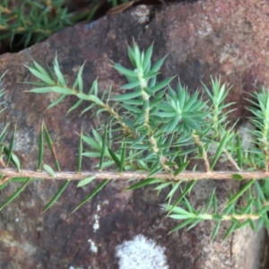 Styphelia humifusum at Tinderry Mountains - 16 Mar 2024 11:46 AM