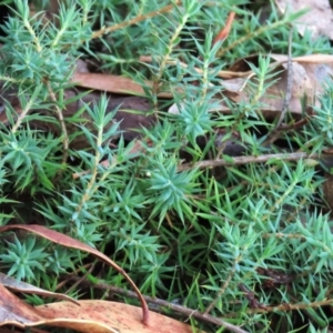 Styphelia humifusum at Tinderry Mountains - 16 Mar 2024 11:46 AM