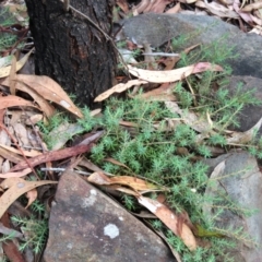 Styphelia humifusum at Tinderry Mountains - 16 Mar 2024 11:46 AM