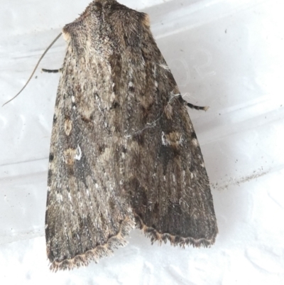 Dasygaster padockina (Tasmanian Cutworm) at Flea Bog Flat to Emu Creek Corridor - 18 Mar 2024 by JohnGiacon