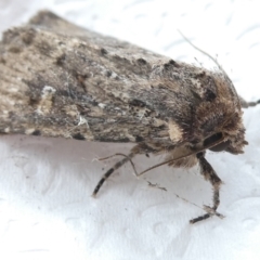 Dasygaster padockina at Undefined Area - 18 Mar 2024 12:28 PM
