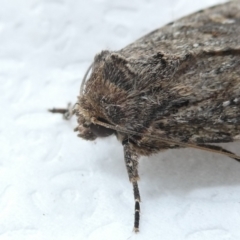 Dasygaster padockina at Emu Creek Belconnen (ECB) - 18 Mar 2024