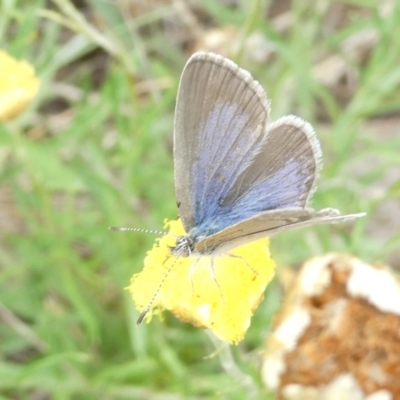 Zizina otis (Common Grass-Blue) at Emu Creek Belconnen (ECB) - 18 Mar 2024 by JohnGiacon