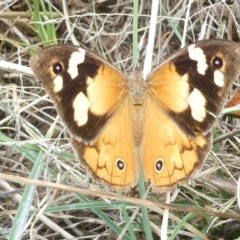 Heteronympha merope (Common Brown Butterfly) at Flea Bog Flat to Emu Creek Corridor - 18 Mar 2024 by JohnGiacon