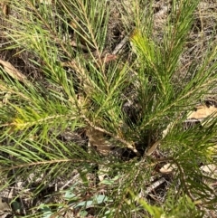 Acacia (genus) (A Wattle) at Hall, ACT - 24 Mar 2024 by strigo