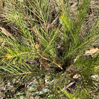 Acacia (genus) (A Wattle) at Hall, ACT - 24 Mar 2024 by strigo