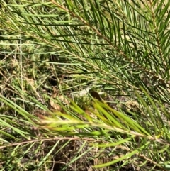 Acacia (genus) at Hall, ACT - 24 Mar 2024 11:02 AM