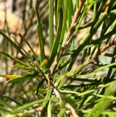Acacia (genus) at Hall, ACT - 24 Mar 2024 11:02 AM