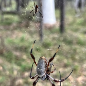 Trichonephila edulis at Hall, ACT - 23 Mar 2024