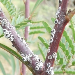 Melanococcus albizziae (Acacia Mealybug) at Belconnen, ACT - 18 Mar 2024 by JohnGiacon