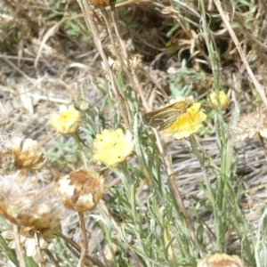 Taractrocera papyria at Undefined Area - 18 Mar 2024 01:48 PM