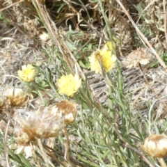 Taractrocera papyria at Undefined Area - 18 Mar 2024 01:48 PM