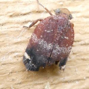 Platybrachys decemmacula at Emu Creek Belconnen (ECB) - 18 Mar 2024 02:02 PM