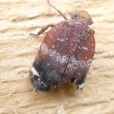 Platybrachys decemmacula (Green-faced gum hopper) at Emu Creek Belconnen (ECB) - 18 Mar 2024 by JohnGiacon