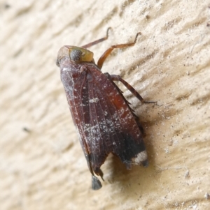 Platybrachys decemmacula at Emu Creek Belconnen (ECB) - 18 Mar 2024