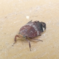 Platybrachys decemmacula at Undefined Area - 18 Mar 2024 02:02 PM