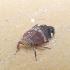 Platybrachys decemmacula at Emu Creek Belconnen (ECB) - 18 Mar 2024