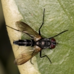 Sumpigaster sp. (genus) (A bristle fly) at Melba, ACT - 21 Mar 2024 by kasiaaus