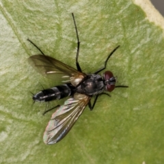 Sumpigaster sp. (genus) at Melba, ACT - 21 Mar 2024