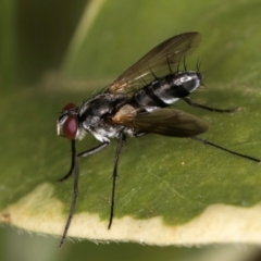 Sumpigaster sp. (genus) at Melba, ACT - 21 Mar 2024