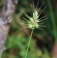 Echinopogon ovatus (Forest Hedgehog Grass) at Tinderry, NSW - 16 Mar 2024 by AndyRoo