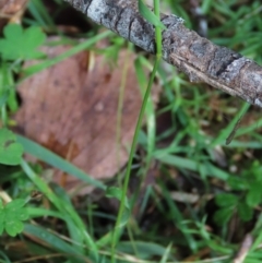 Echinopogon ovatus at Tinderry Mountains - 16 Mar 2024