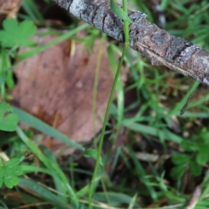 Echinopogon ovatus at Tinderry Mountains - 16 Mar 2024 01:00 PM