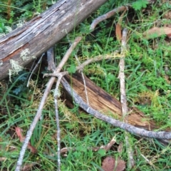 Echinopogon ovatus at Tinderry Mountains - 16 Mar 2024 01:00 PM