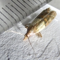 Plodia interpunctella (Indian meal moth) at Flea Bog Flat to Emu Creek Corridor - 22 Mar 2024 by JohnGiacon