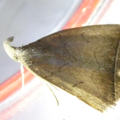 Simplicia armatalis (Crescent Moth) at Flea Bog Flat to Emu Creek Corridor - 22 Mar 2024 by JohnGiacon