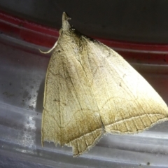 Simplicia armatalis at Emu Creek Belconnen (ECB) - 22 Mar 2024