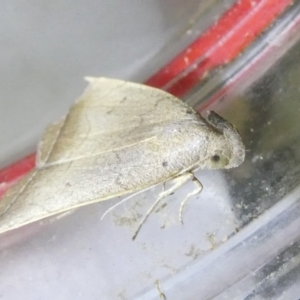 Simplicia armatalis at Emu Creek Belconnen (ECB) - 22 Mar 2024