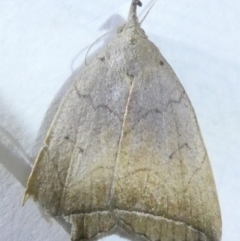 Simplicia armatalis at Emu Creek Belconnen (ECB) - 22 Mar 2024