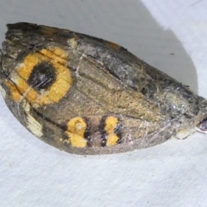 Junonia villida at Emu Creek Belconnen (ECB) - 22 Mar 2024 08:00 PM