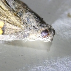 Junonia villida at Emu Creek Belconnen (ECB) - 22 Mar 2024