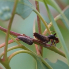 Katipo sp. (genus) at Hall, ACT - 23 Mar 2024 by Anna123