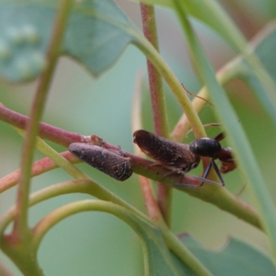 Unidentified Leafhopper or planthopper (Hemiptera, several families) at Hall, ACT - 23 Mar 2024 by Anna123