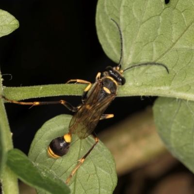 Sceliphron formosum (Formosum mud-dauber) at Melba, ACT - 21 Mar 2024 by kasiaaus