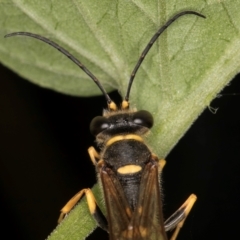 Sceliphron formosum at Melba, ACT - 21 Mar 2024 11:18 AM