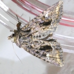 Neumichtis spumigera (A Noctuid moth) at Belconnen, ACT - 22 Mar 2024 by JohnGiacon