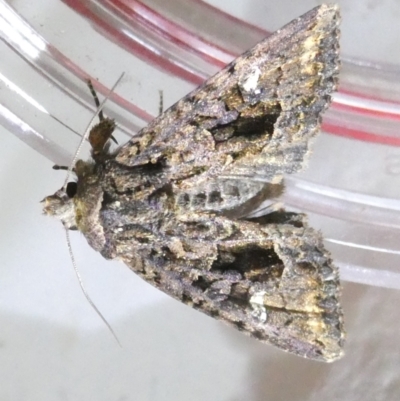 Neumichtis spumigera (A Noctuid moth) at Emu Creek - 22 Mar 2024 by JohnGiacon