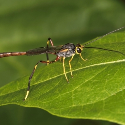 Heteropelma scaposum (Two-toned caterpillar parasite wasp) at Melba, ACT - 21 Mar 2024 by kasiaaus