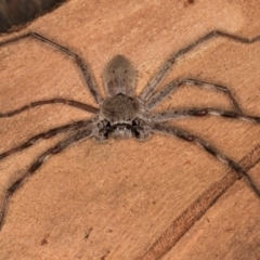 Isopeda canberrana (Canberra Huntsman Spider) at Melba, ACT - 21 Mar 2024 by kasiaaus